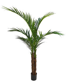 vredes palm.jpg